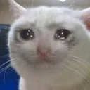ar_Cry_Cat ar_Cry_Cat