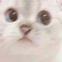 catstare catstare