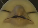 kweh kweh