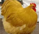 fat_chiken