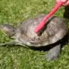 turtleScrub