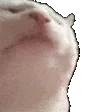 catJAM