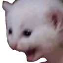 screamingkitty