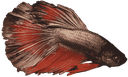 BettaSelene Discord emoji