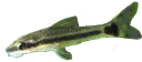 Oto Oto