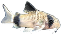 PandaCory Discord emoji