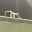 StickBug