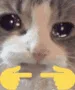 shytearycat