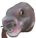 dookiefishlife