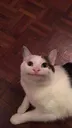 Polite Cat politecat Discord Emoji