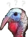 confused_turkey