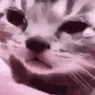 kitty_cry