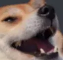 dog_MUAHAHAHAHAHAHAHAHA