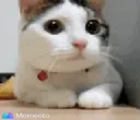 Nopls
