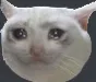 sad_cat Discord Emoji