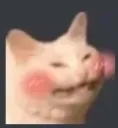 cat_bloosh