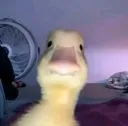 greetings