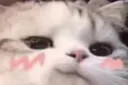 smirkcat
