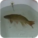 LeFIshe
