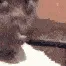 uhwobble