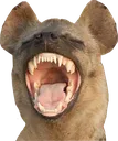hyena_laugh_small