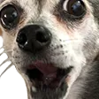 doggers