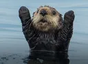 Otter Otter