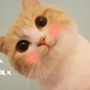 Cat1 cat1 Discord Emoji