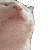 Catt catt Discord Emoji