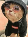 swagcat