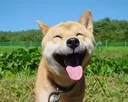 Happy_Shiba Discord Emoji