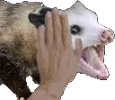 OpossumPatPat