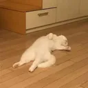 dead dead