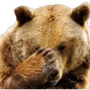 Teddy