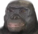 baldi