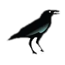 raven