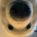 aussiedogie