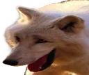 volk volk
