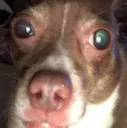 5dogroku