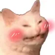 cat9