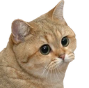 emotioncat Discord emoji
