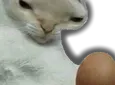 categg