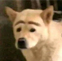 dogbrows Discord emoji
