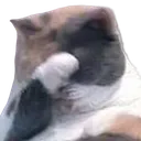 aAnimal_CattoFacepalm