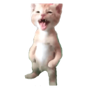 SCstupiddumbcat2 SCstupiddumbcat2