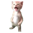 SCstupiddumbcat2