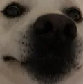 doggo