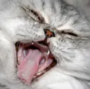 kittyscream kittyscream