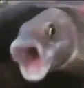 pogfish