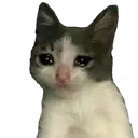 Cat_cry